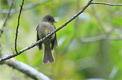 Jamaican Pewee